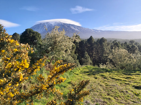 Wandern auf Teneriffa - Infos und Tipps für dich