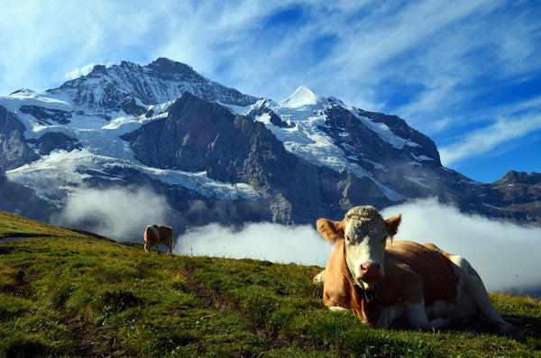 Skifahren im Grindelwald